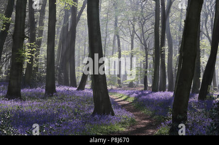 Feder Bluebell Wälder im den Chilterns, Oxfordshire Stockfoto