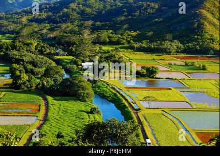 Taro Felder im wunderschönen Hanalei Valley auf Kauai Insel, Hawaii Stockfoto