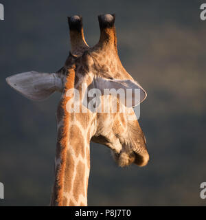 Nahaufnahme des Quadrats der Rückansicht des Kopfes einer südafrikanischen oder Kapgiraffe (G. g. g.G. giraffa), die im Pilanesberg National Park zu Fuß unterwegs ist Stockfoto