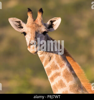 Quadratisches Bild eines Nahaufnahmen des erwachsenen Südafrikaners oder der Kapgiraffe (G. g. g. g. giraffa) mit Blick auf den Pilanesberg National Park, Südafrika Stockfoto