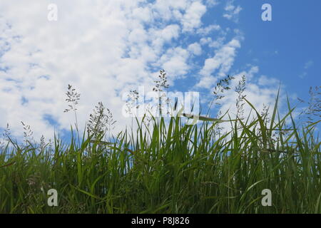 Ein Landschaftsbild von hohen grünen Gräser nach oben zu erreichen, whispy, weiße Wolken am blauen Himmel, Sommer Stockfoto