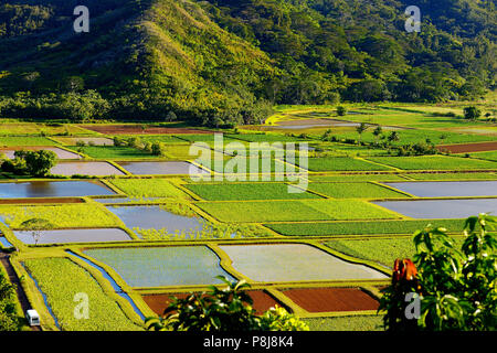 Taro Felder im wunderschönen Hanalei Valley auf Kauai Insel, Hawaii Stockfoto