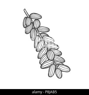 Hintergrund mit Datum Obst Zweig, Datum Früchte und Blätter. Vektor handgezeichnete Illustrationen. Stock Vektor