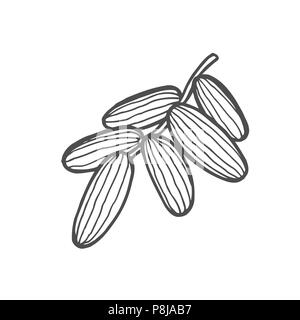Hintergrund mit Datum Obst Zweig, Datum Früchte und Blätter. Vektor handgezeichnete Illustrationen. Stock Vektor