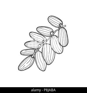 Hintergrund mit Datum Obst Zweig, Datum Früchte und Blätter. Vektor handgezeichnete Illustrationen. Stock Vektor