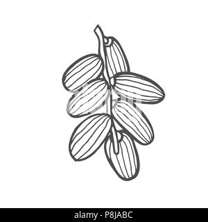 Hintergrund mit Datum Obst Zweig, Datum Früchte und Blätter. Vektor handgezeichnete Illustrationen. Stock Vektor