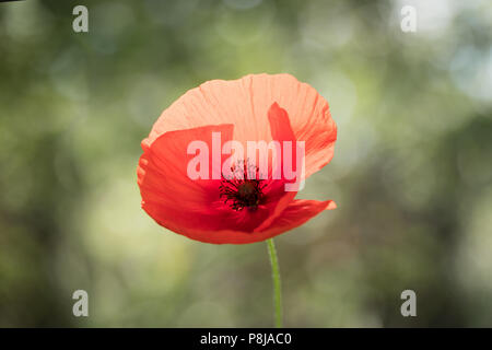 Poppy Flower, grün Hintergrund, Bokeh Stockfoto