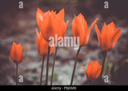 Orange Tulpen, Matt Hintergrund Stockfoto