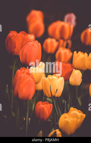 Orange Tulpen, Gruppe von Happy Blütenköpfe Stockfoto