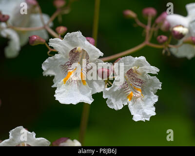 Southern catalpa Catalpa bignonioides in Blume Stockfoto