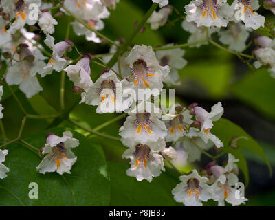 Southern catalpa Catalpa bignonioides in Blume Stockfoto