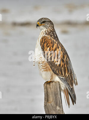 Eisenhaltige Hawk (Buteo regalis) auf Zaunpfosten gehockt, Sierra County California Stockfoto