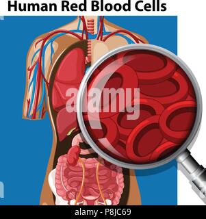 Anatomie der menschlichen roten Blutkörperchen Abbildung Stock Vektor
