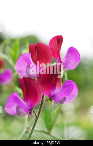 Lathyrus Odoratus 'Matucana'. Blumen Sweet Pea 'Matucana'. Stockfoto