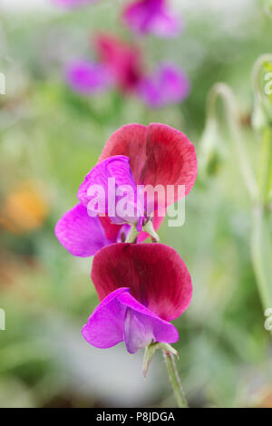 Lathyrus Odoratus 'Matucana'. Blumen Sweet Pea 'Matucana'. Stockfoto