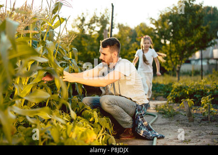 Der glückliche junge Familie bei der Kommissionierung Hühneraugen in einem Garten im Freien Stockfoto