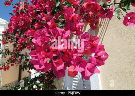 Bougainvillea Blüten auf der Insel Korfu (Griechenland). Besuchen Dorf Afionas. Stockfoto