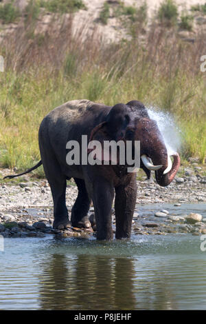 Asiatischer Elefant oder Asiatischen Elefanten oder Elephas maximus, Wasserbad von Jim Corbett National Park in Uttarakhand in Indien Stockfoto
