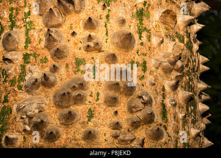 Glasschlacke Silk Tree (Ceiba speciosa) Stockfoto