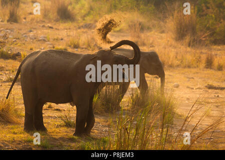 Asiatischer Elefant oder Asiatischen Elefanten oder Elephas maximus, Schlammbad bei Jim Corbett National Park in Uttarakhand in Indien Stockfoto