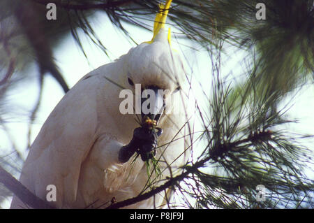 Mehr Schwefel-Crested Cockatoo, Cacatua galerita galerita, Blue Mountains, NSW, Australien Stockfoto