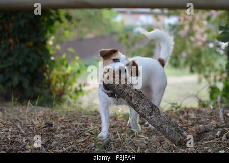 Hund Jack Russell Terrier tragen einen grossen Stock in einem Garten oder Wald Stockfoto