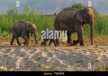 Asiatischer Elefant oder Asiatischen Elefanten oder Elephas maximus Familie mit Kalb bei Jim Corbett National Park in Uttarakhand in Indien Stockfoto