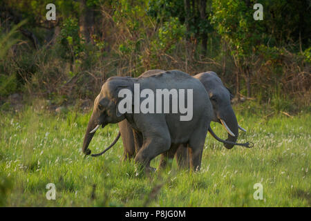 Asiatischer Elefant oder Asiatischen Elefanten oder Elephas maximus Kämpfe an Jim Corbett National Park in Uttarakhand in Indien Stockfoto