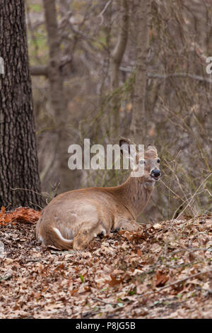 Ein weißwedelhirsche legt in den Wäldern in New Jersey während der frühen Frühling. Stockfoto