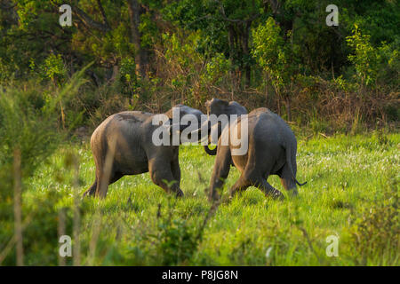 Asiatischer Elefant oder Asiatischen Elefanten oder Elephas maximus Kämpfe an Jim Corbett National Park in Uttarakhand in Indien Stockfoto