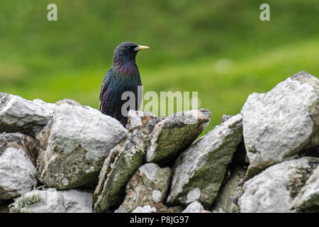Common Starling/Europäischen Star (Sturnus vulgaris) auf trockenen Steinmauer, in denen er nistet im Frühjahr, Schottland, Großbritannien Stockfoto