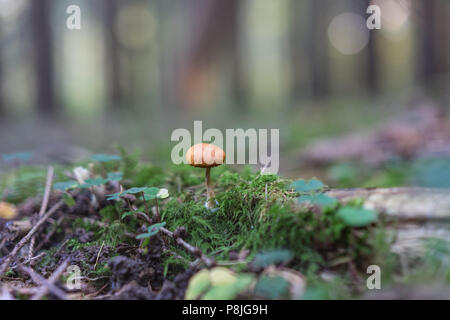 Kleine braune Pilzzucht auf Moos im Wald Stockfoto