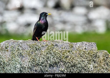 Common Starling/Europäischen Star (Sturnus vulgaris) auf Grabstein/Grabstein in Flechten an schottischen Friedhof, Schottland abgedeckt gehockt, Großbritannien Stockfoto