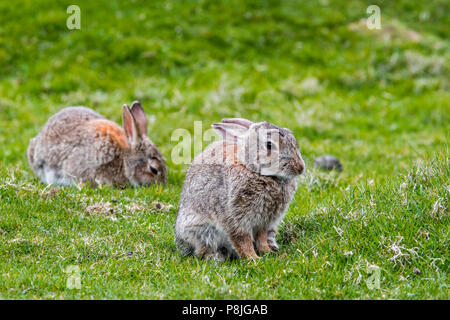 Zwei europäische Kaninchen (Oryctolagus cuniculus) Beweidung in der Wiese Stockfoto