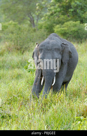 Asiatischer Elefant oder Asiatischen Elefanten oder Elephas maximus auf der Straße bei Jim Corbett National Park in Uttarakhand in Indien Stockfoto