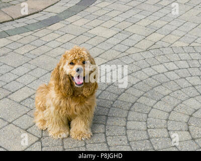 Adorable kleine American Golden Cocker Spaniel Welpen sitzen auf ornamentale Backstein Pflastern auf äußere Terrasse keuchend und beobachten die Kamera Stockfoto