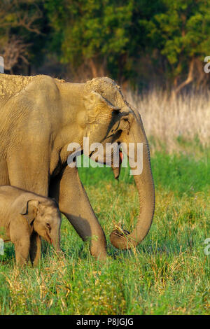 Asiatischer Elefant oder Asiatischen Elefanten oder Elephas maximus Mutter und Kalb bei Jim Corbett National Park in Uttarakhand in Indien Stockfoto