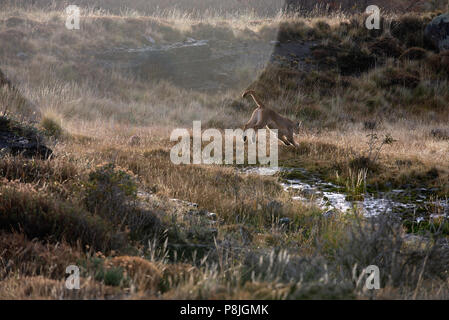 Erwachsene Frau patagonischen Puma springen über kleine Stream. Stockfoto