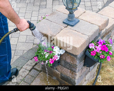 Mann Bewässerung bunten Frühling Petunien in hängenden Blumentöpfe auf einer Säule auf seiner Terrasse mit einem Gartenschlauch und Spritzdüse Stockfoto