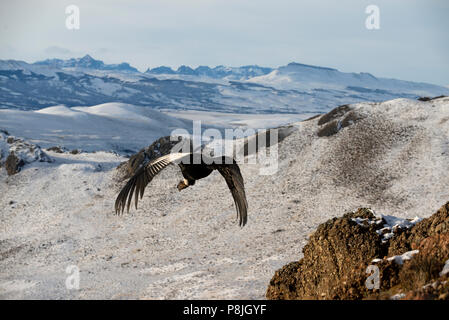 Nach Andenkondor im Flug nach Sekunden weg vom Rock Stockfoto