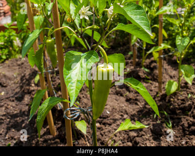 Grüne Paprika in Garten Stockfoto