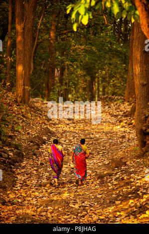 Indischer womans in einem Pfad gehen an Corbett Dschungel in der Nähe von Kaladunghi, Uttarakhand, Indien Stockfoto