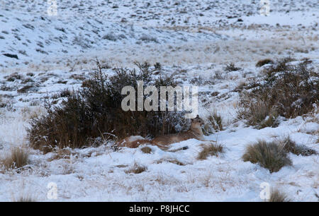 Erwachsene Frau patagonischen Puma ruht in der Nähe der Leichnam des Jungen Guanako Sie vor Kurzem nach unten nahm und im Schnee getötet. Stockfoto