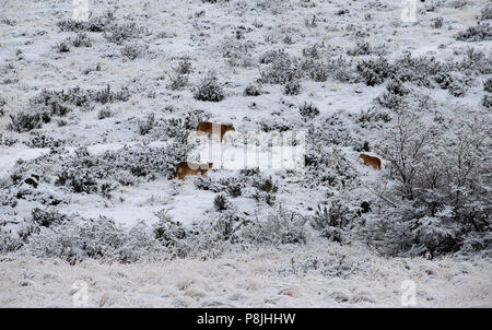 Zwei junge Patagonischen puma Jungen sitzen auf Hügel von dichter Vegetation, auf hellen, sonnigen Tag. Stockfoto