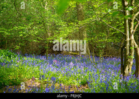Bluebells (Hyacinthoides sp.) in Wäldern Stockfoto