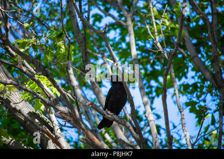 North American Crow im Juli. Sudbury, Ontario, Kanada Stockfoto