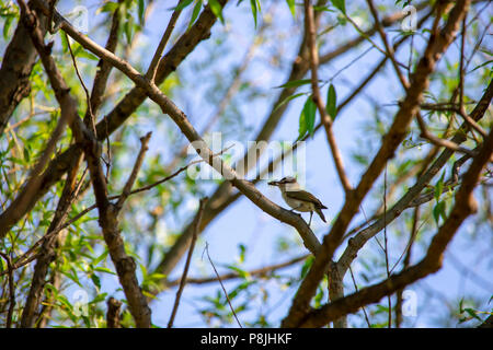 Red-Eyed Vireo Fressfliege. Junction Creek, in Sudbury, Ontario, Kanada Stockfoto