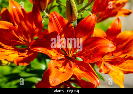 Tiger Lily in der Blüte im Juli. Sudbury, Ontario, Kanada Stockfoto