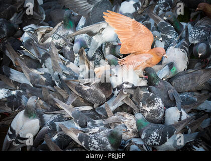 Eine rote Taube sticht unter eine Herde von greys in Adelaide, South Australia Victoria Square, auch als Tarndanyangga bekannt. Stockfoto