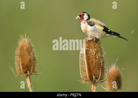 Europäische Goldfinch Fütterung auf Samen der wilden Karde Stockfoto